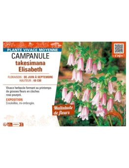 CAMPANULA TAKESIMANA ELIZABETH