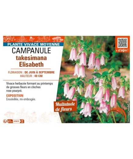 CAMPANULA TAKESIMANA ELIZABETH
