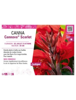 CANNA CANNOVA® SCARLET