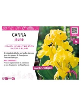 CANNA JAUNE