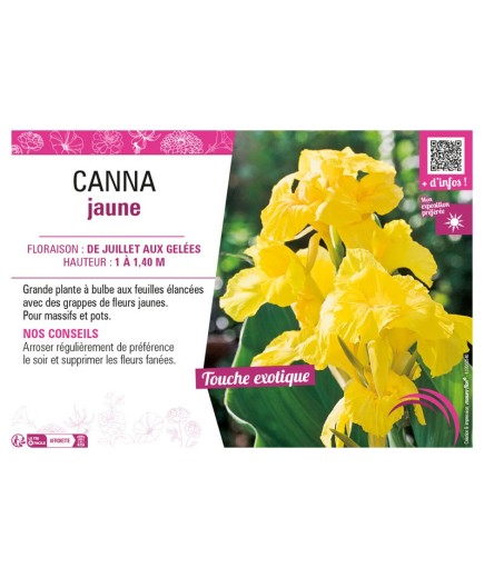 CANNA JAUNE