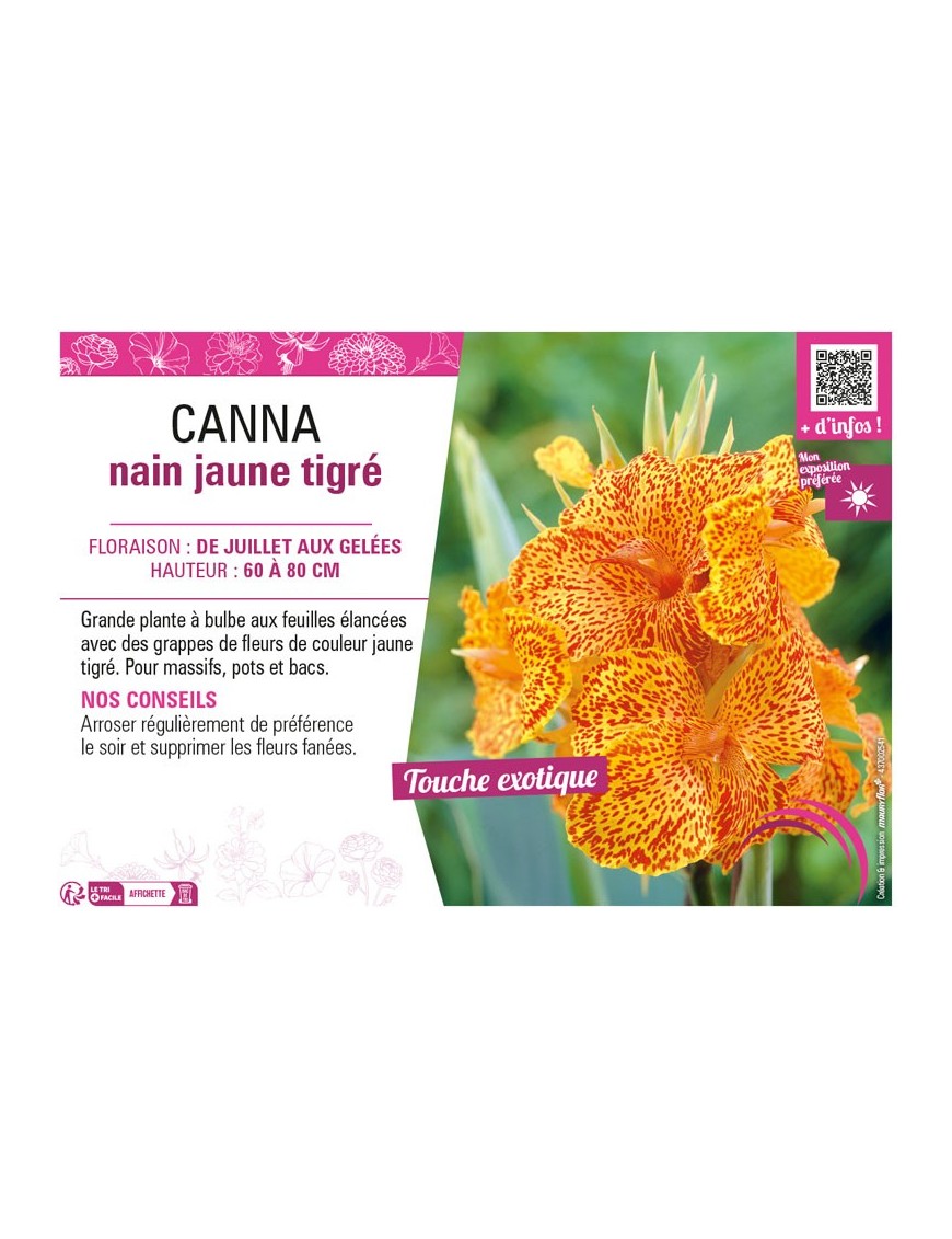 CANNA NAIN JAUNE TIGRÉ