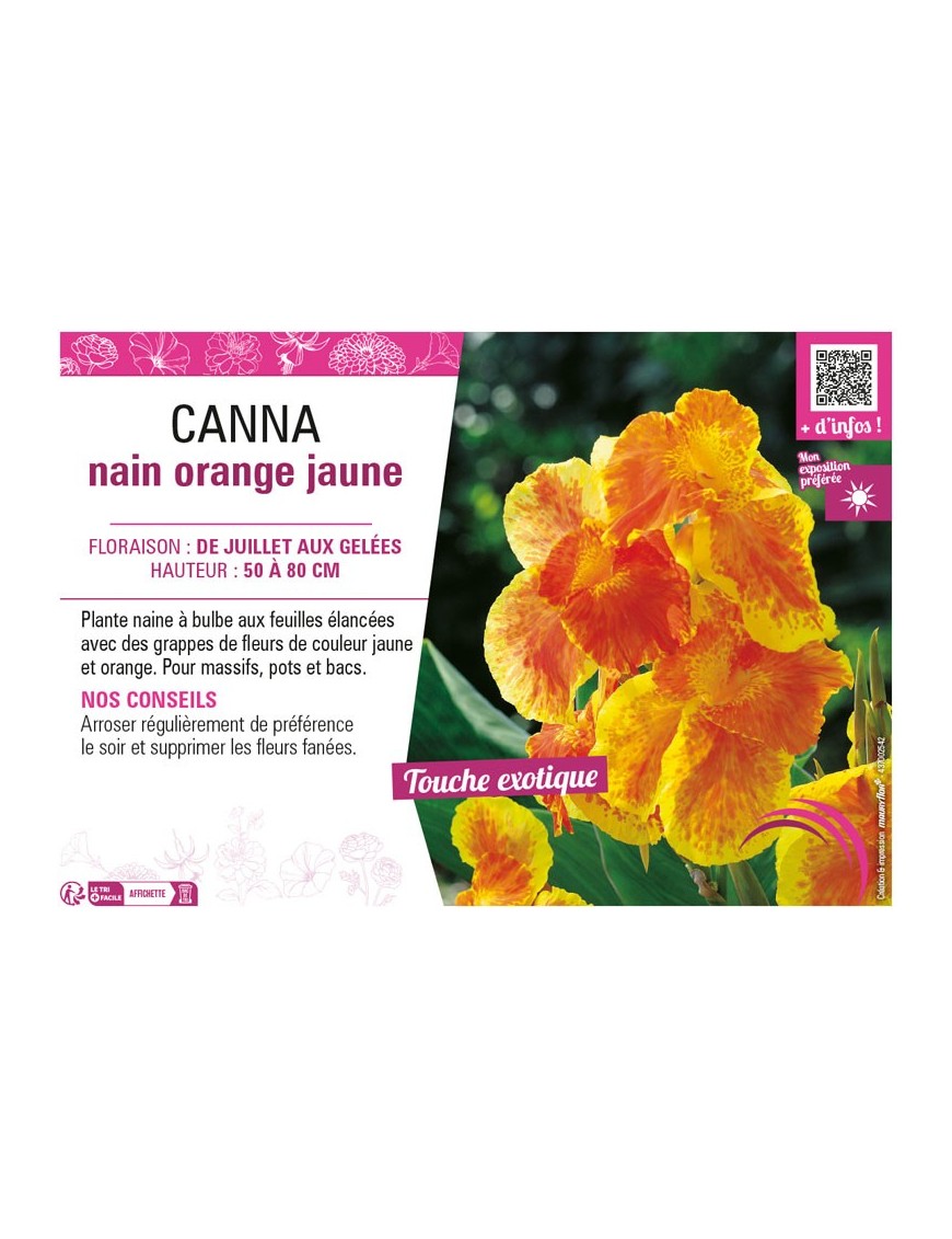 CANNA NAIN ORANGE JAUNE