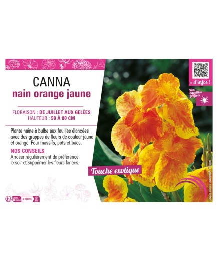 CANNA NAIN ORANGE JAUNE