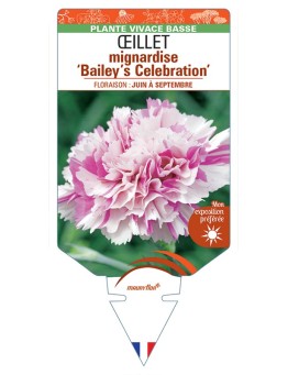 DIANTHUS plumarius Bailey’s Celebration voir Œillet mignardise