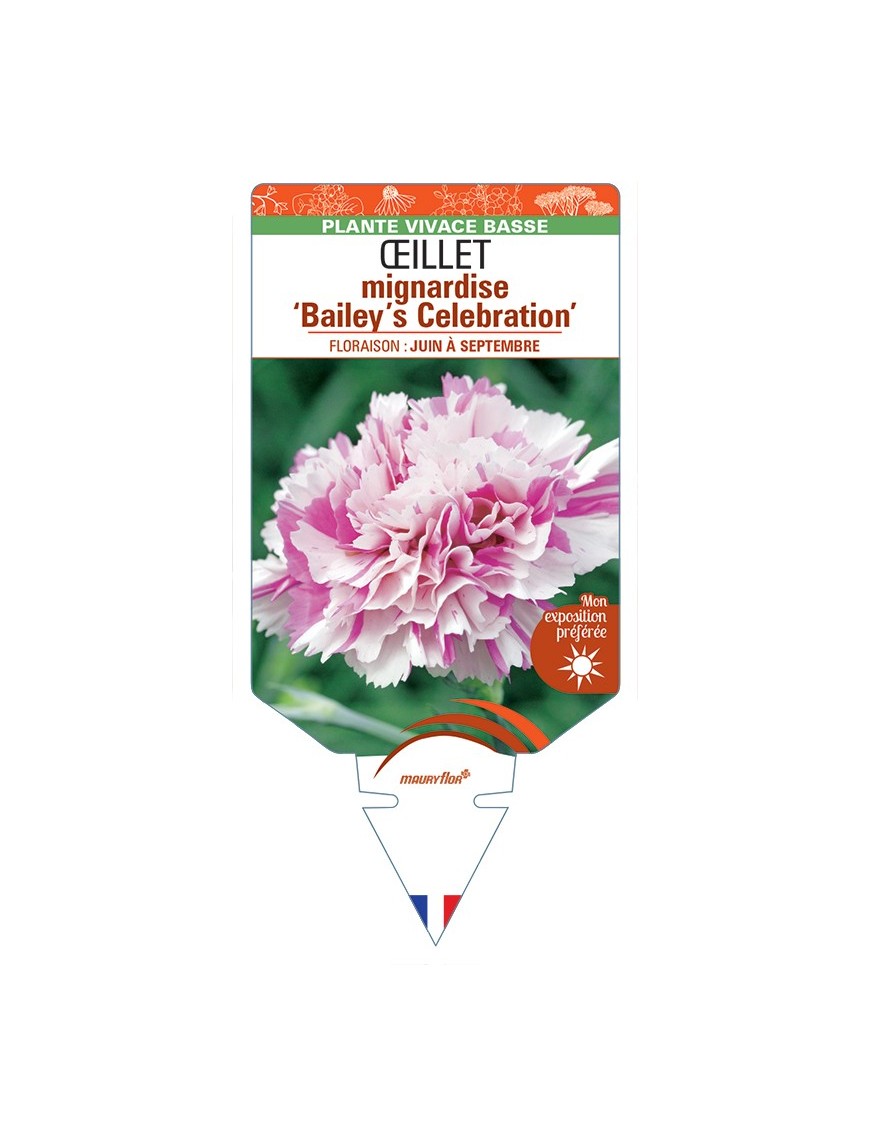 DIANTHUS plumarius Bailey’s Celebration voir Œillet mignardise