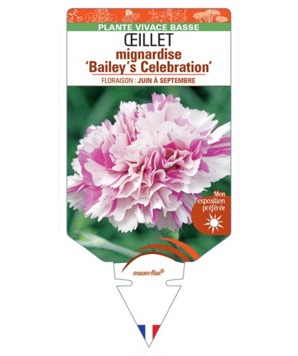 DIANTHUS plumarius Bailey’s Celebration voir Œillet mignardise