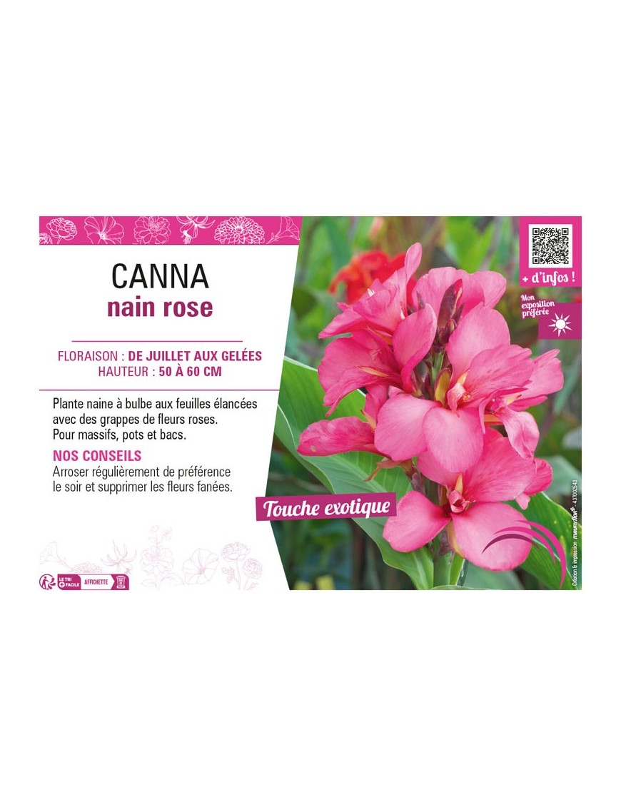 CANNA NAIN ROSE