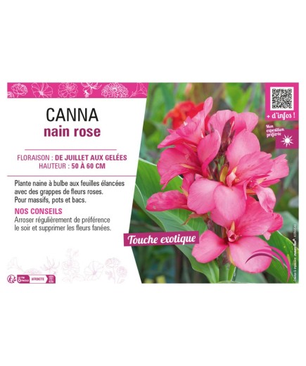 CANNA NAIN ROSE