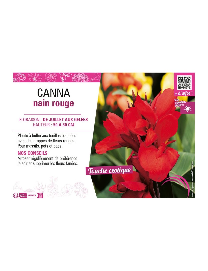 CANNA NAIN ROUGE