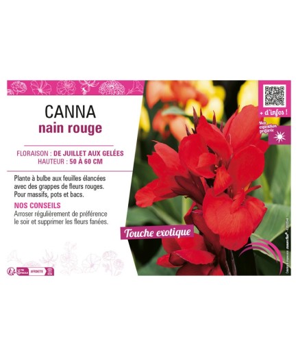 CANNA NAIN ROUGE
