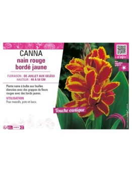 CANNA NAIN ROUGE BORDÉ JAUNE