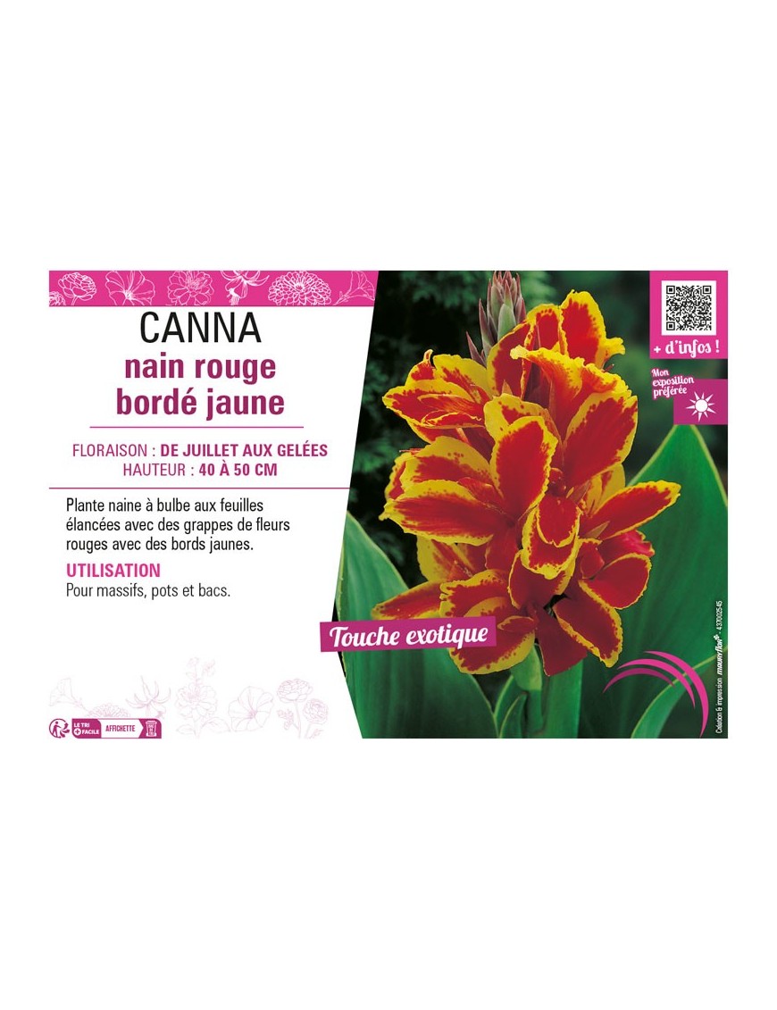 CANNA NAIN ROUGE BORDÉ JAUNE