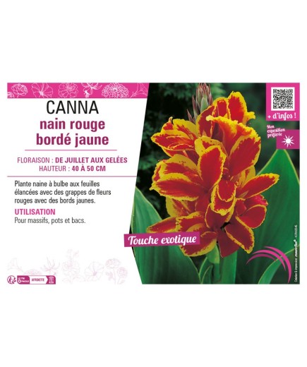 CANNA NAIN ROUGE BORDÉ JAUNE