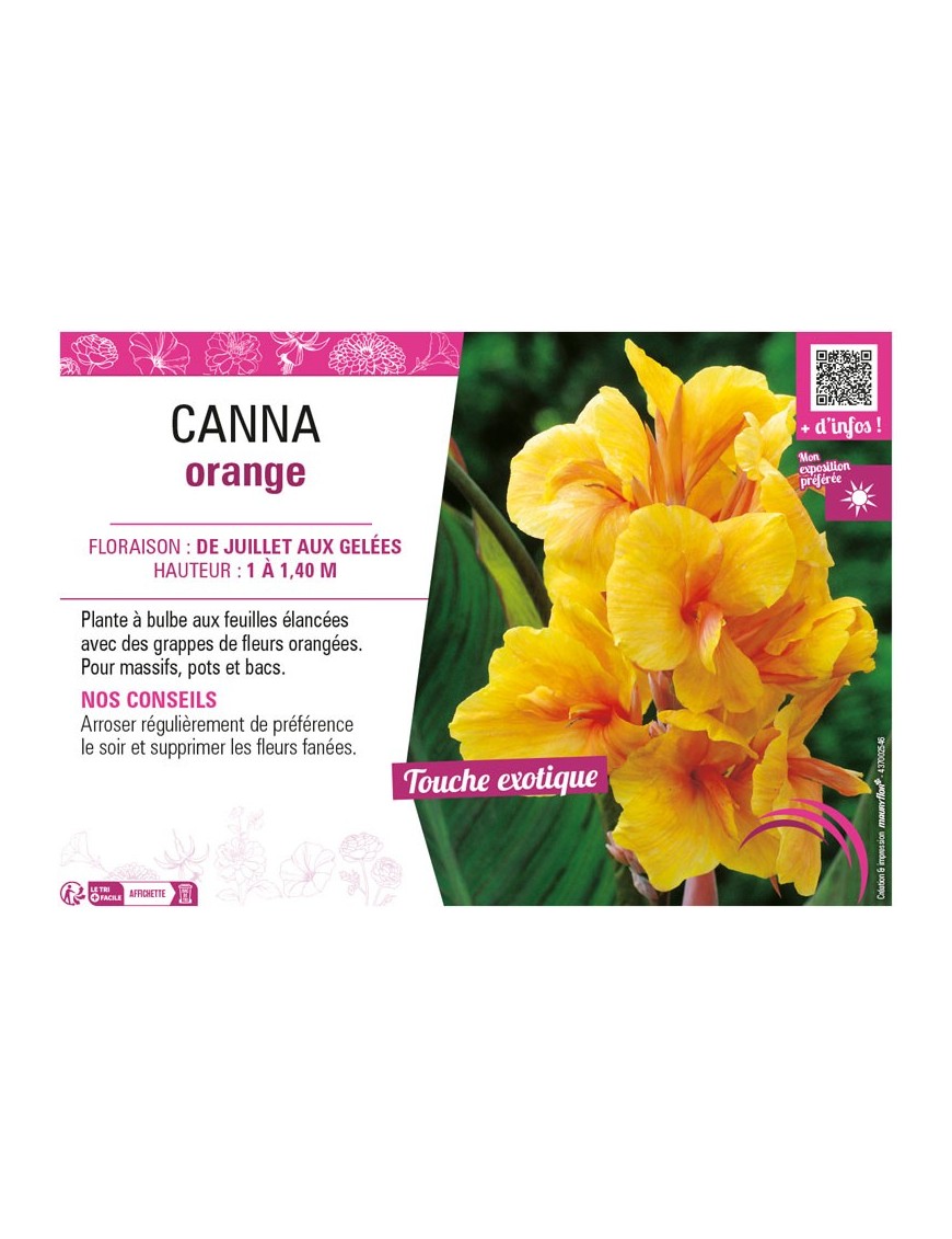 CANNA ORANGE