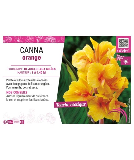 CANNA ORANGE