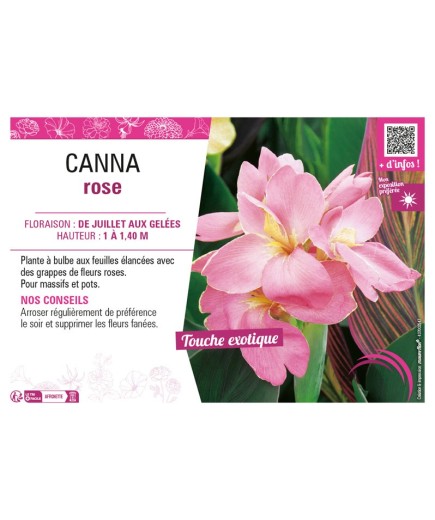 CANNA ROSE