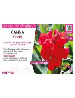 CANNA ROUGE