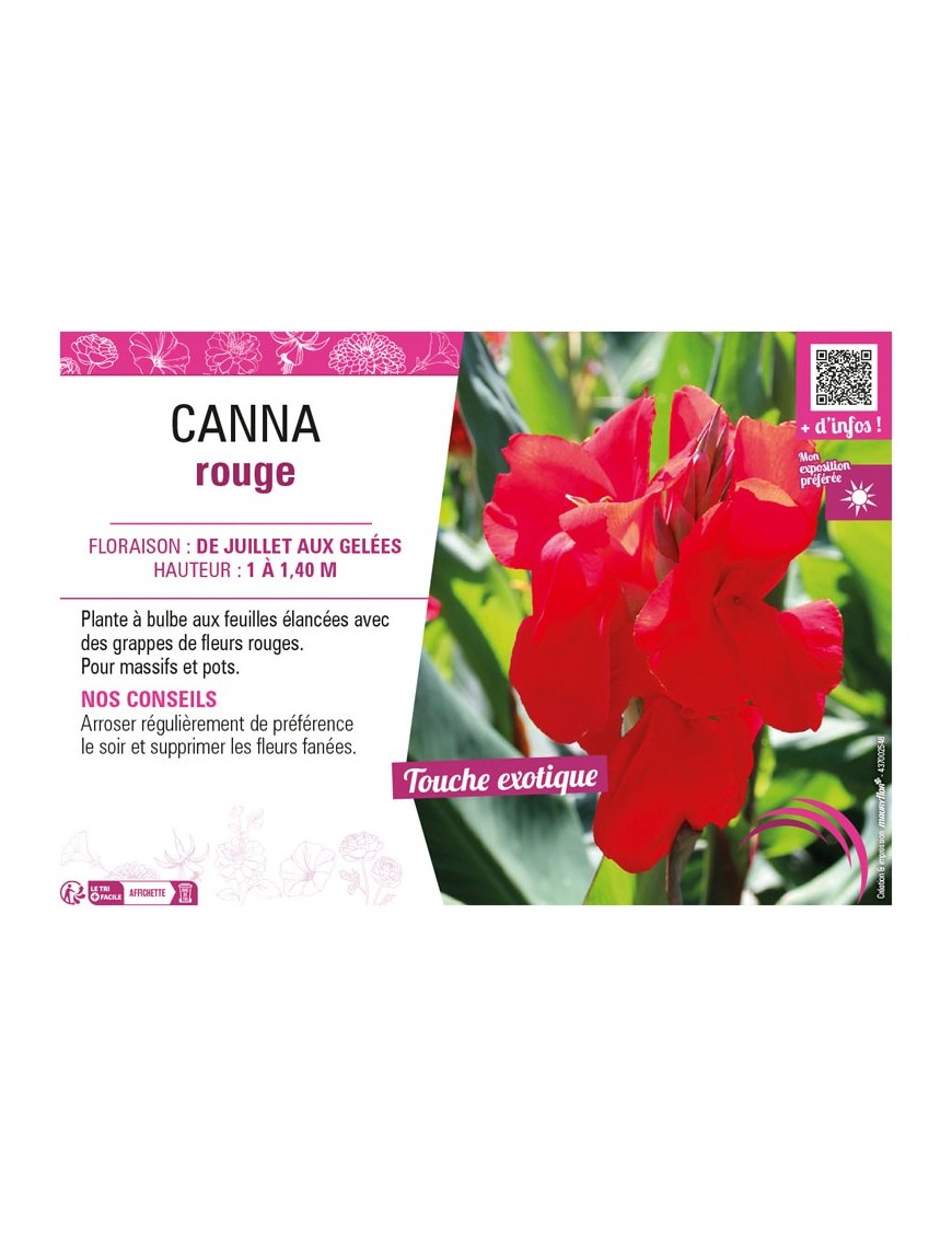 CANNA ROUGE
