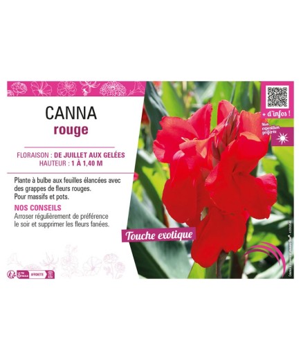 CANNA ROUGE