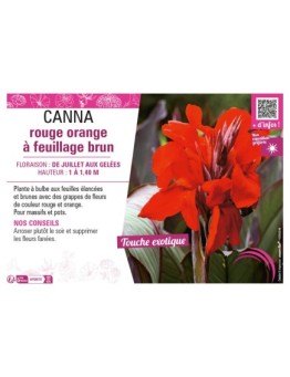 CANNA ROUGE ORANGE À FEUILLAGE BRUN