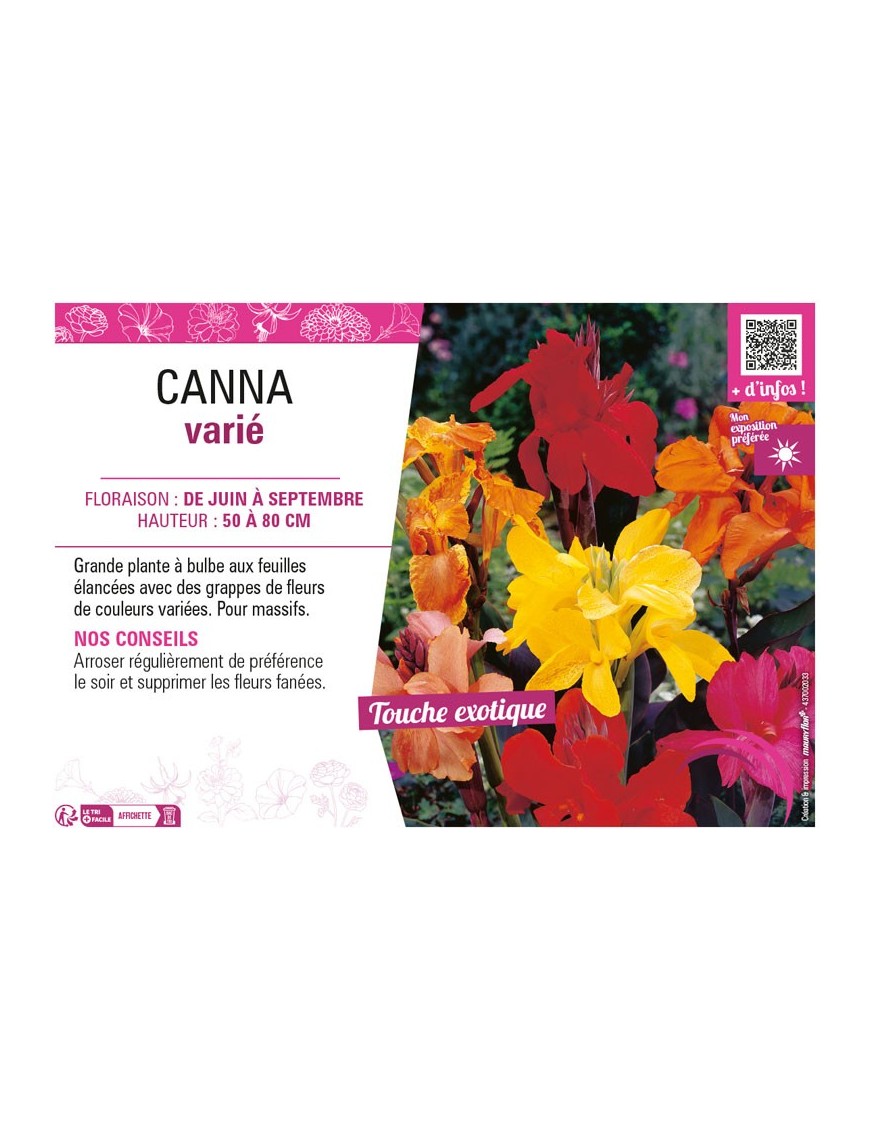 CANNA VARIÉ