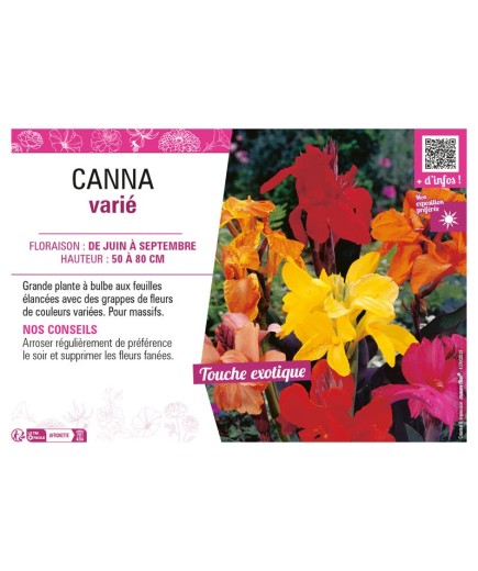 CANNA VARIÉ