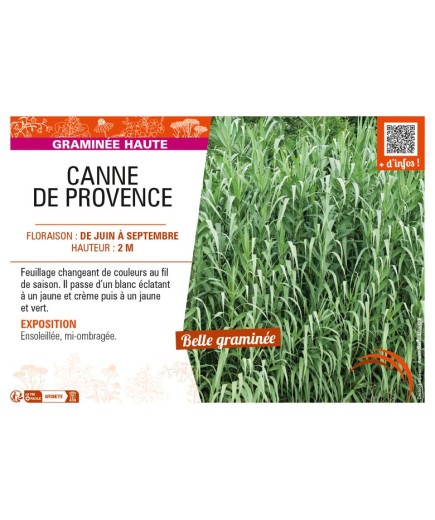 CANNE DE PROVENCE