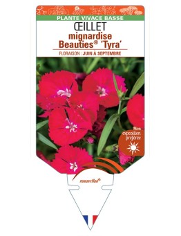 DIANTHUS plumarius Beauties® Tyra voir Œillet mignardise