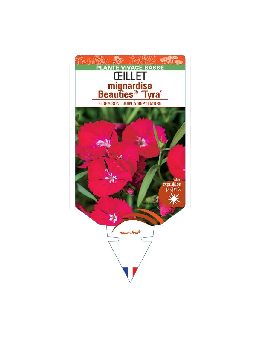 DIANTHUS plumarius Beauties® Tyra voir Œillet mignardise