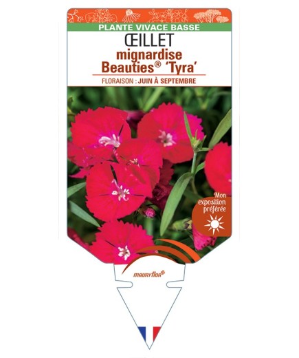 DIANTHUS plumarius Beauties® Tyra voir Œillet mignardise