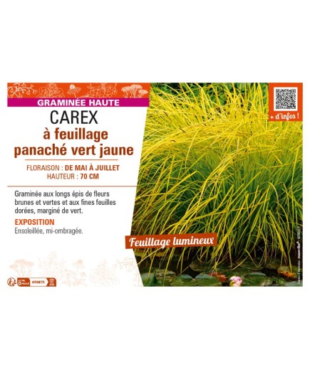 CAREX à feuillage panaché vert jaune