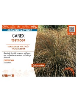 CAREX testacea