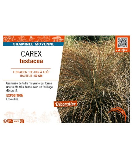 CAREX testacea