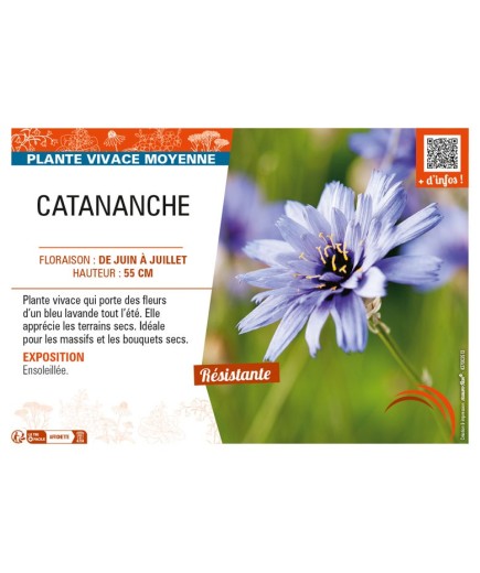 CATANANCHE (caerulea bleu)