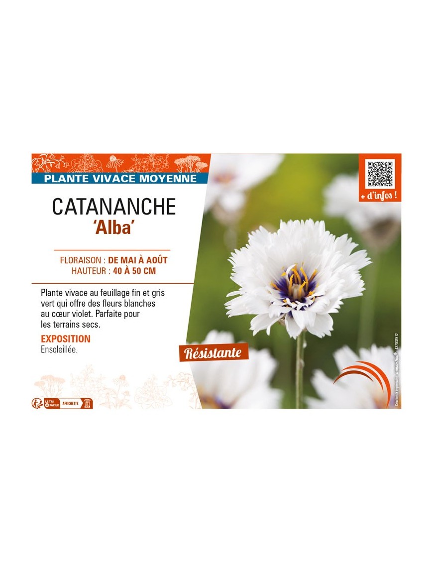 CATANANCHE (caerulea) Alba