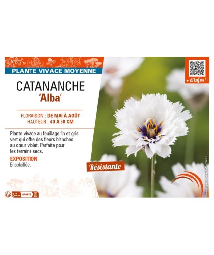 CATANANCHE (caerulea) Alba