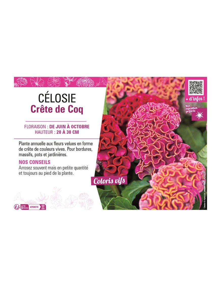 CÉLOSIE CRÊTE DE COQ