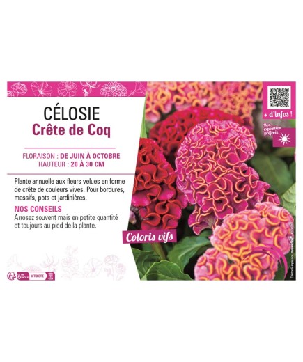 CÉLOSIE CRÊTE DE COQ