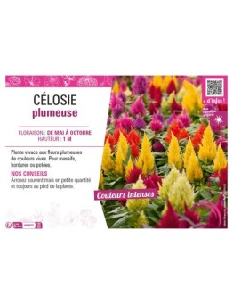 CÉLOSIE PLUMEUSE