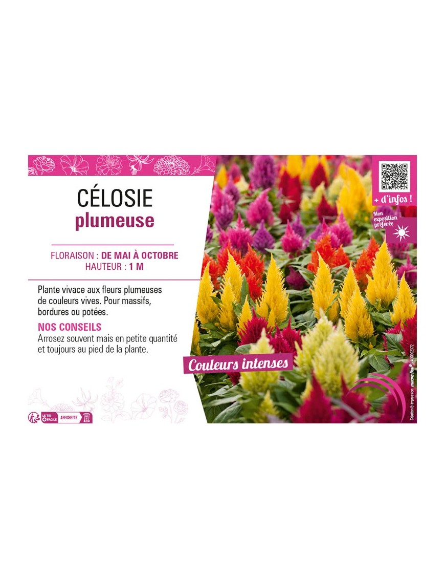 CÉLOSIE PLUMEUSE