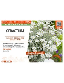 CERASTIUM
