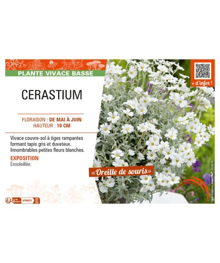 CERASTIUM
