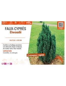 CHAMAECYPARIS voir FAUX-CYPRÈS ELLWOODII