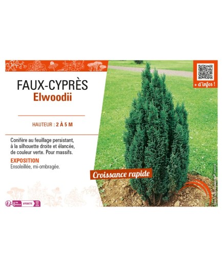 CHAMAECYPARIS voir FAUX-CYPRÈS ELLWOODII