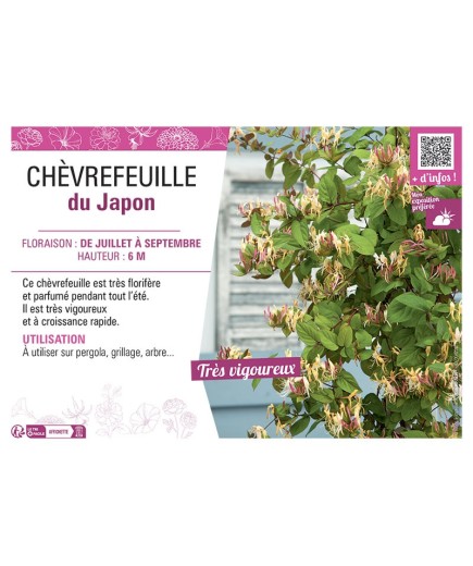 CHÈVREFEUILLE du Japon