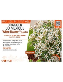 CHOISYA TERNATA White Dazzler® Londaz voir  ORANGER DU MEXIQUE