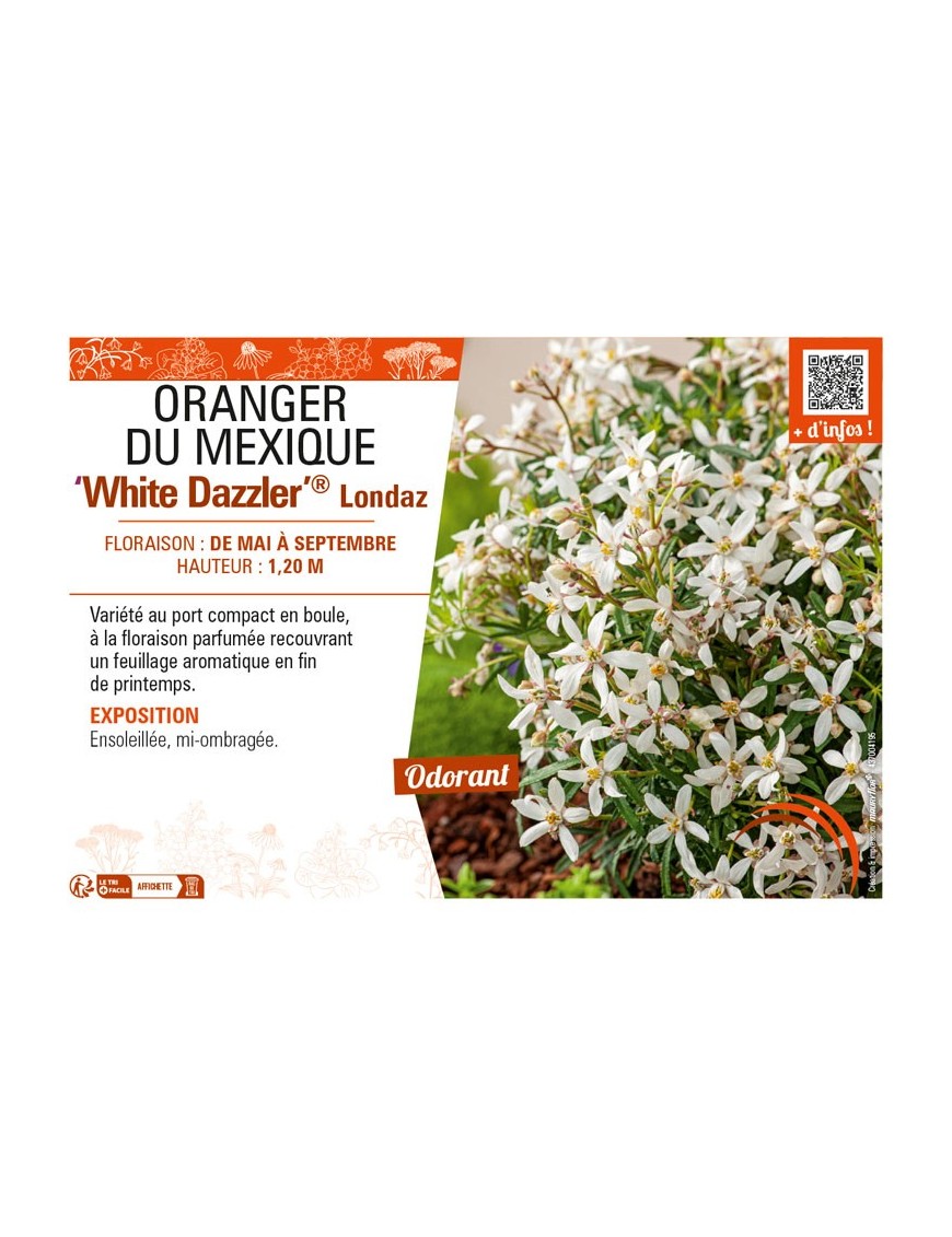 CHOISYA TERNATA White Dazzler® Londaz voir  ORANGER DU MEXIQUE