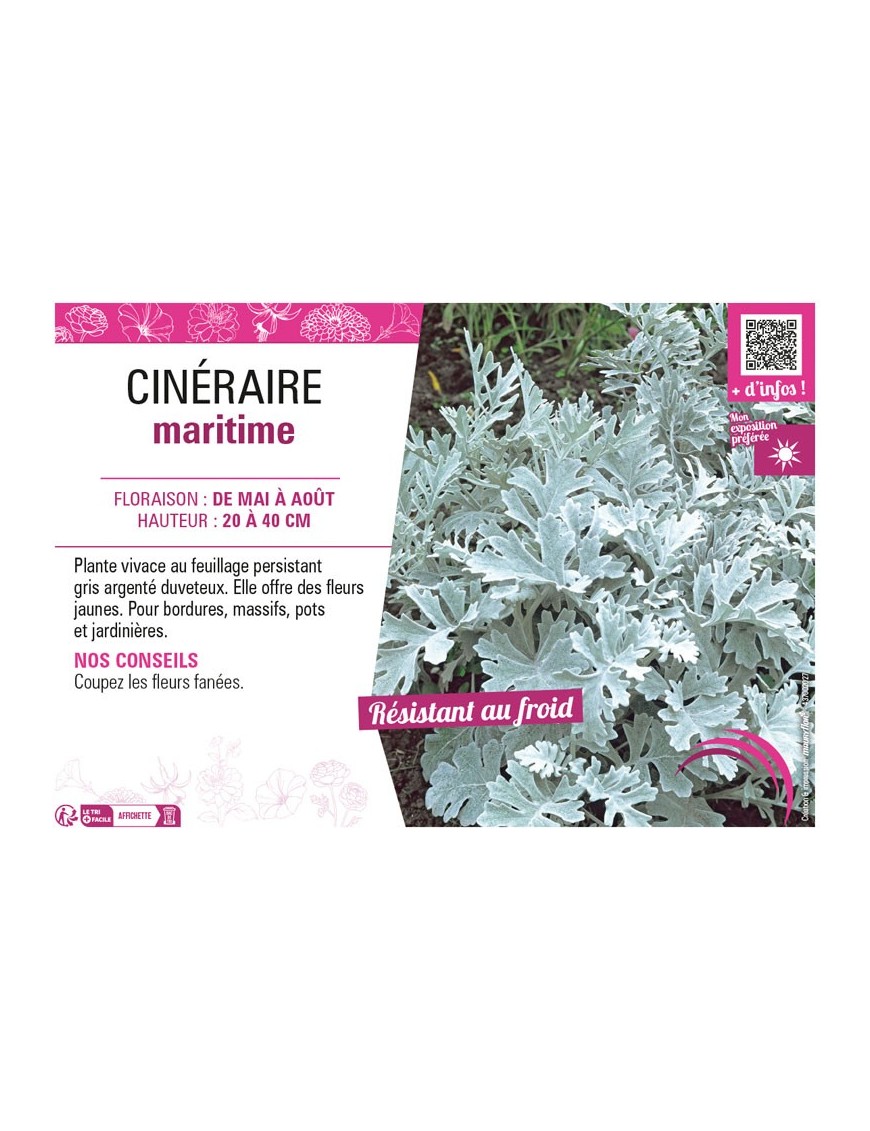 CINERAIRE MARITIME