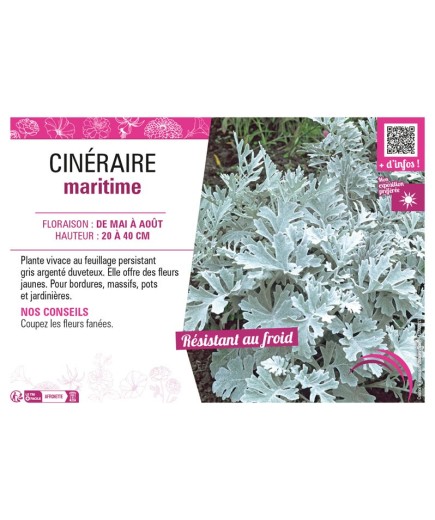 CINERAIRE MARITIME